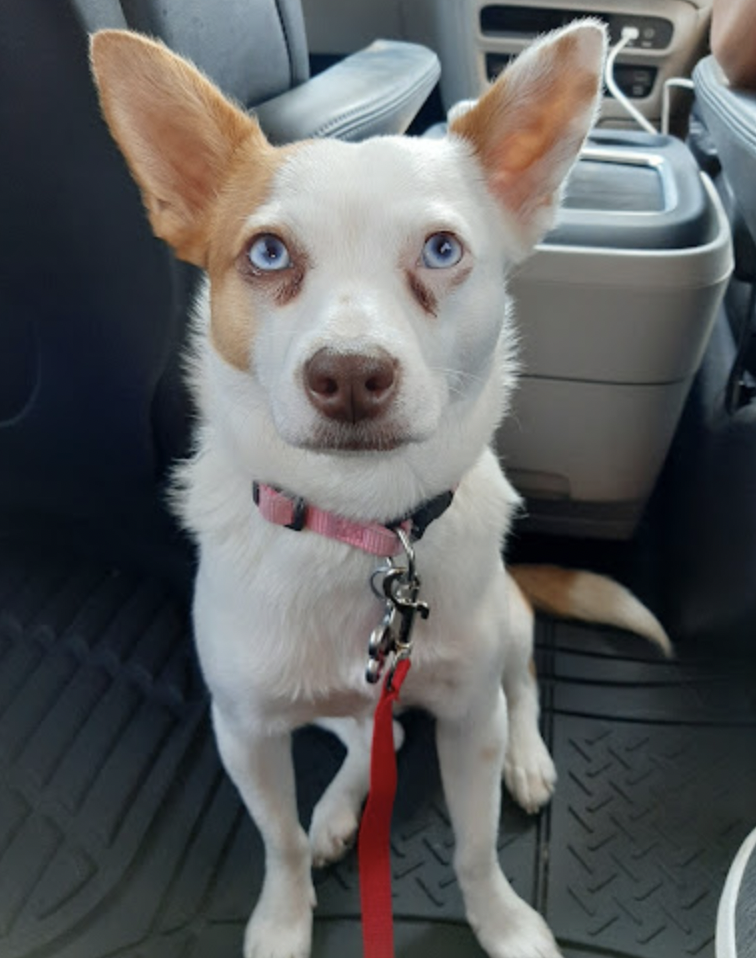 Neela: a brown and white, blue-eyed dog with a red leash seated in a car.